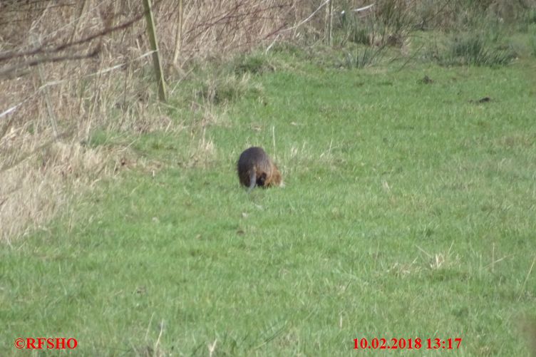 Hohe Brücke, Otter