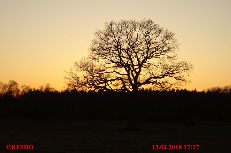 Eiche Neue-Land-Weg