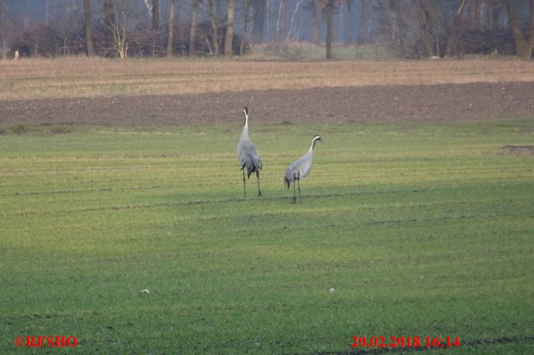 Neue-Land-Weg, Kraniche