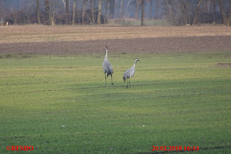 Neue-Land-Weg, Kraniche