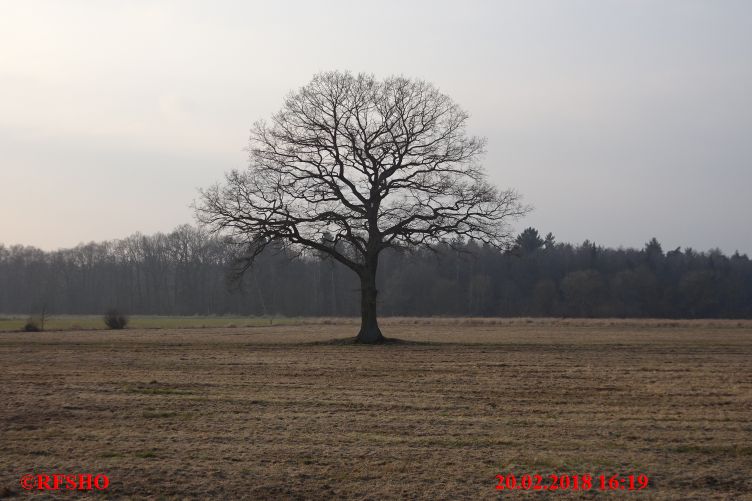 Eiche Neue-Land-Weg