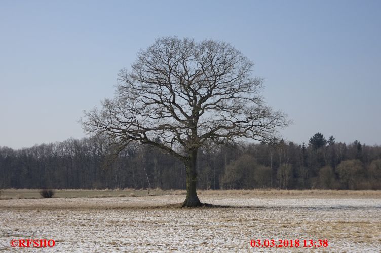 Eiche Neue-Land-Weg