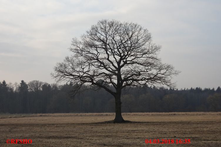 Eiche Neue-Land-Weg