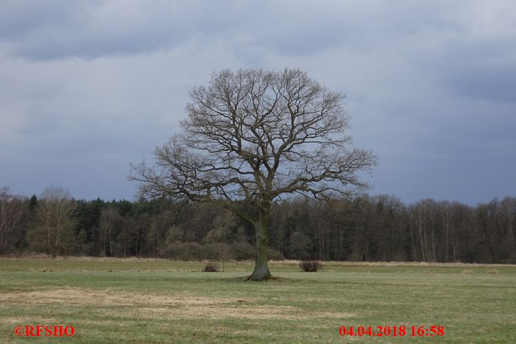 Eiche Neue-Land-Weg