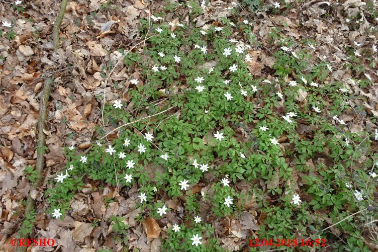 Frühling