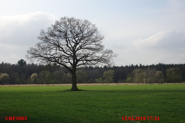 Eiche Neue-Land-Weg