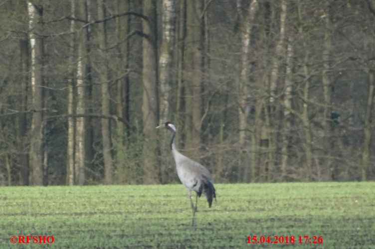 Neue-Land-Weg, Kranich