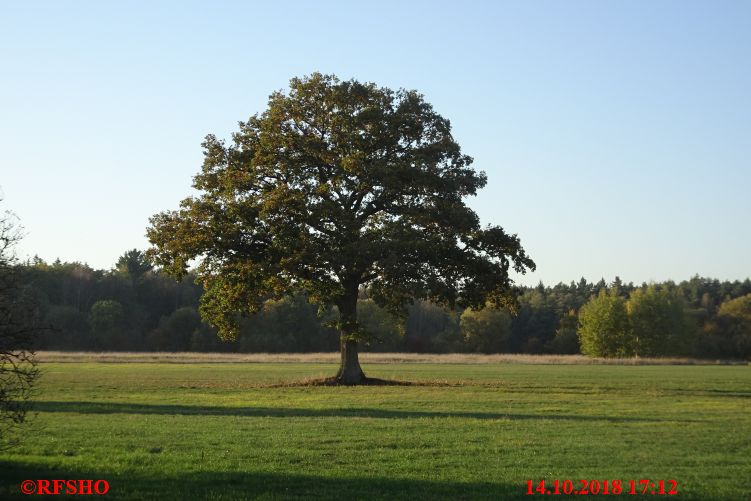 Eiche Neue-Land-Weg