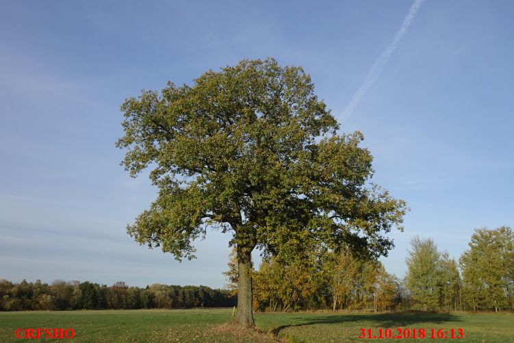 Eiche Neue-Land-Weg