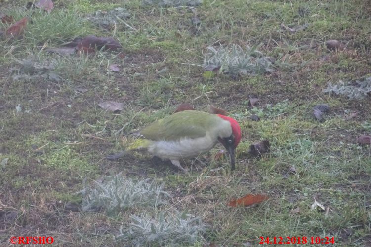 Ringstraße, Besuch im Garten (Grünspecht)