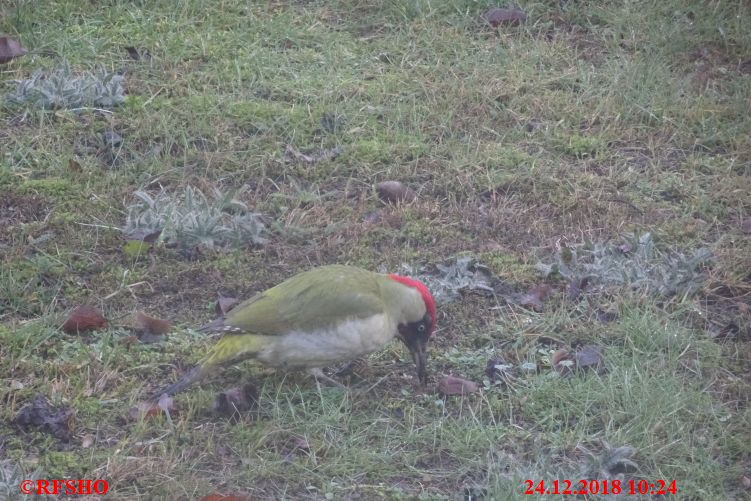 Ringstraße, Besuch im Garten (Grünspecht)