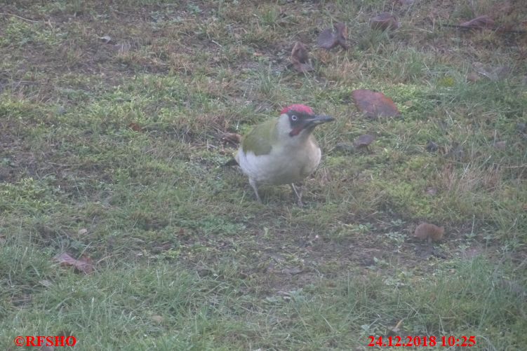 Ringstraße, Besuch im Garten (Grünspecht)