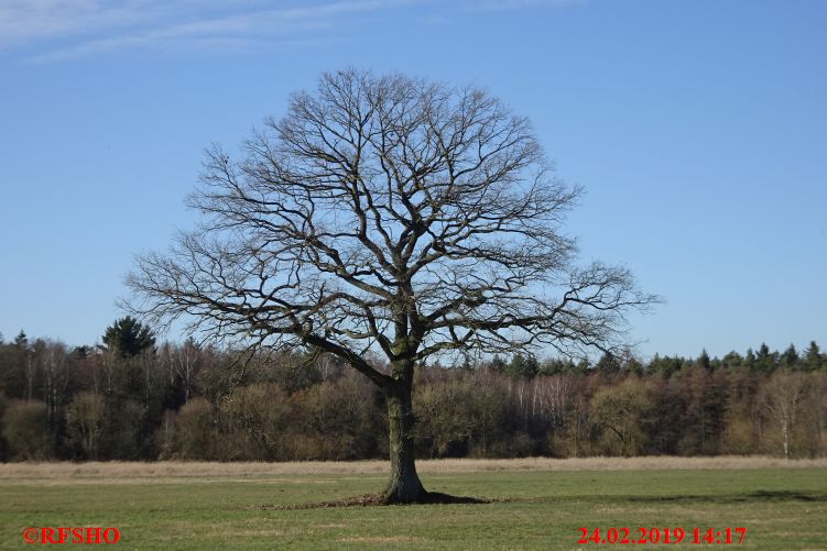 Eiche, Neues-Land-Weg