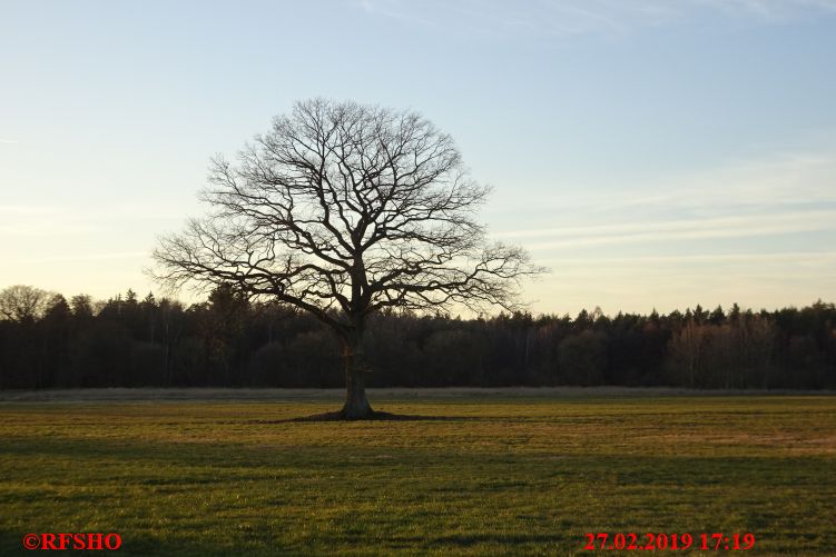 Eiche, Neues-Land-Weg