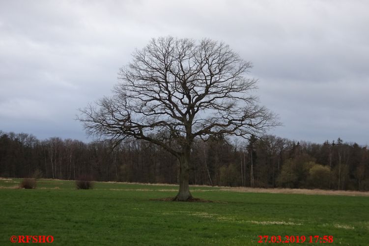 Eiche, Neues-Land-Weg