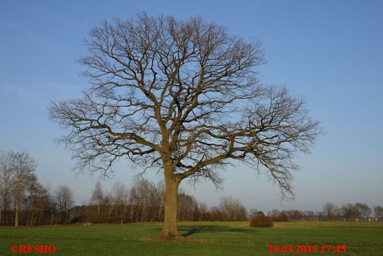 Eiche, Neues-Land-Weg