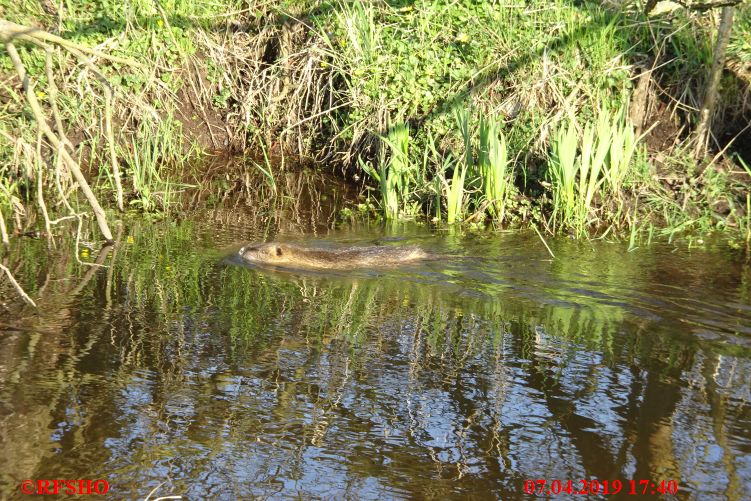 Otter in der Ise