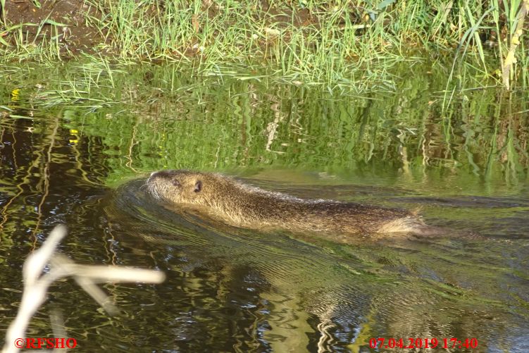 Otter in der Ise