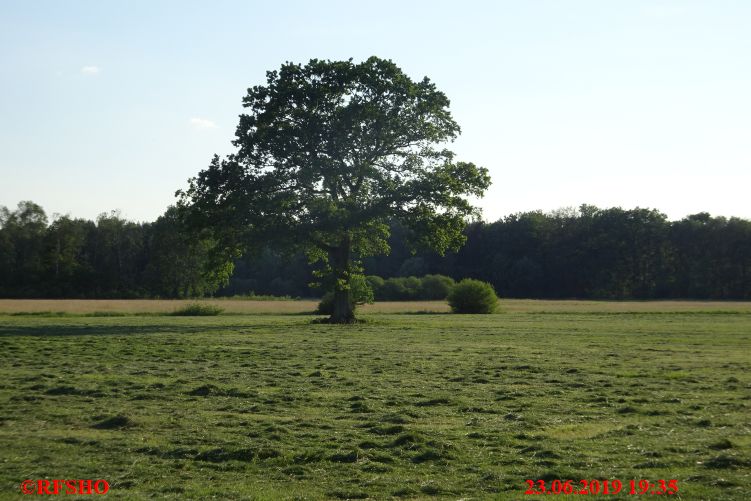 Eiche, Neues-Land-Weg