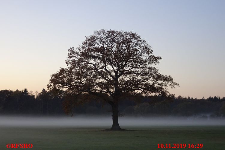 Eiche, Neues-Land-Weg