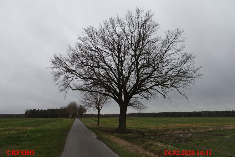 Eiche, Schützenstraße