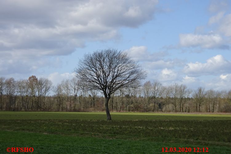 Eiche, Schützenstraße