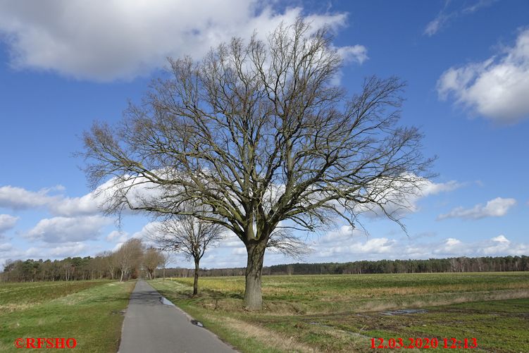 Eiche, Schützenstraße