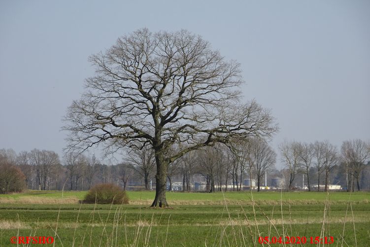 Eiche, Neue-Land-Weg