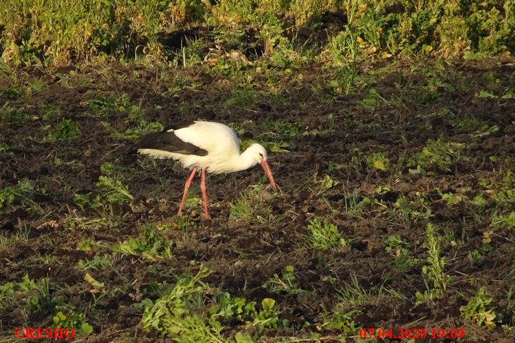 Storch, Schützenstraße