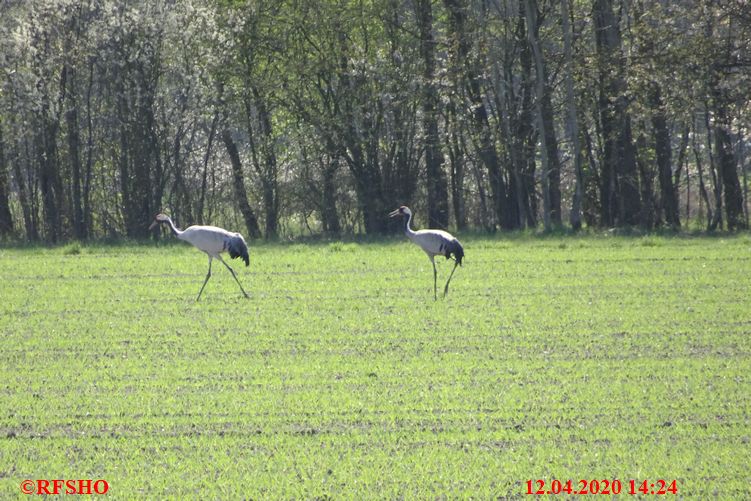 Große Wörde, Kraniche