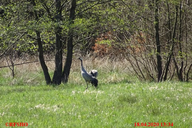 Bockreben, Kraniche