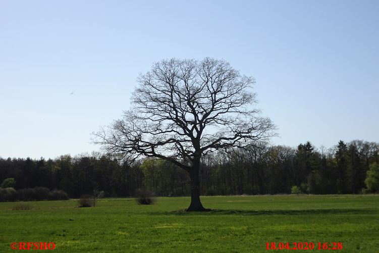 Eiche, Neue-Land-Weg