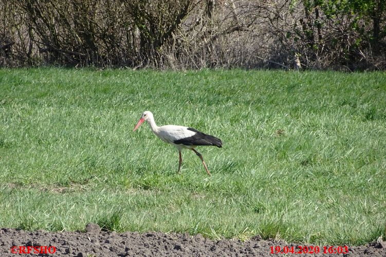 Storch, Morrofeld