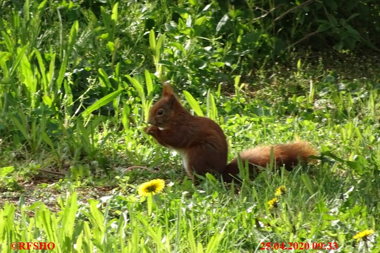 Besuch bei uns im Garten