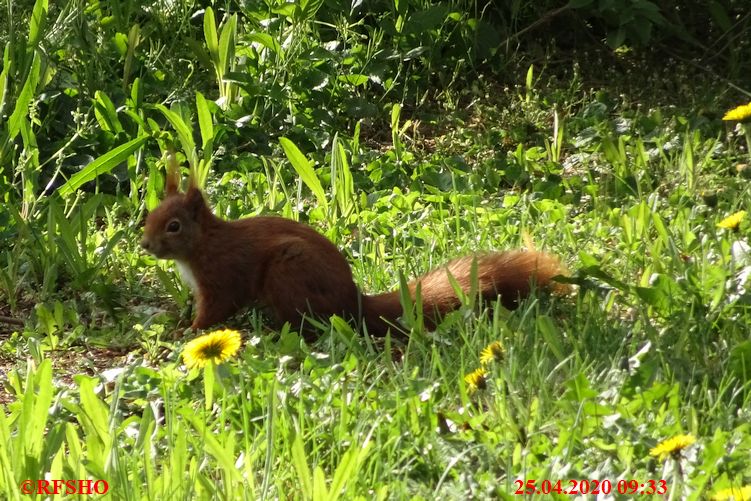 Besuch bei uns im Garten