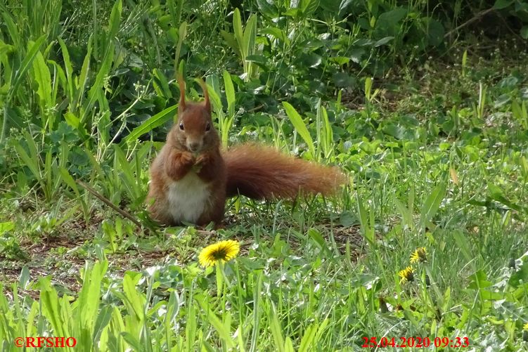 Besuch bei uns im Garten