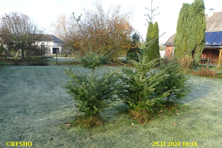 Ringstraße, der erste Novemberfrost 2020