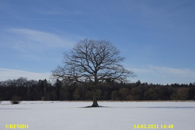 Eiche, Neue-Land-Weg