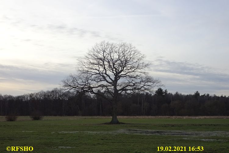 Eiche, Neue-Land-Weg