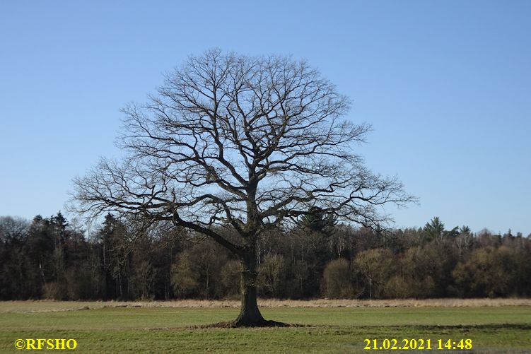 Eiche, Neue-Land-Weg