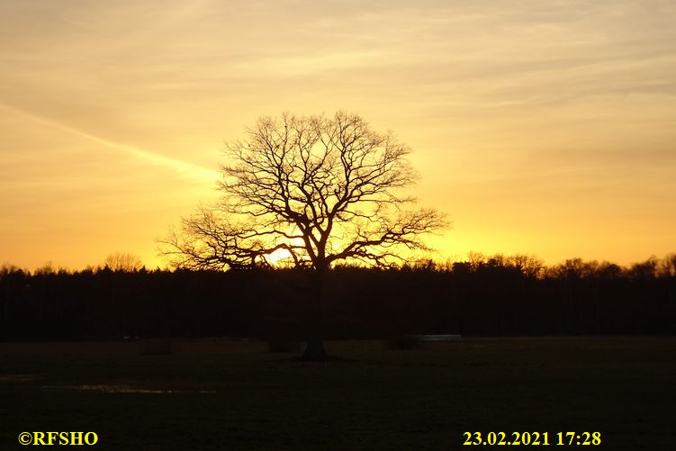 Eiche, Neue-Land-Weg