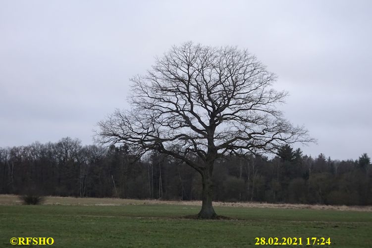 Eiche, Neue-Land-Weg