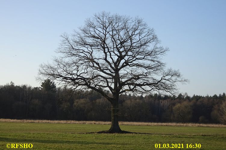 Eiche, Neue-Land-Weg