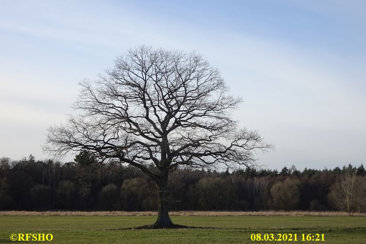 Eiche, Neue-Land-Weg