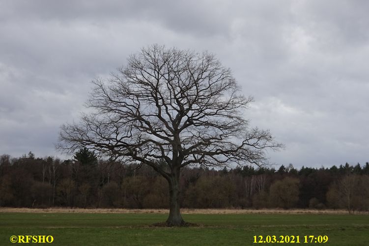 Eiche, Neue-Land-Weg