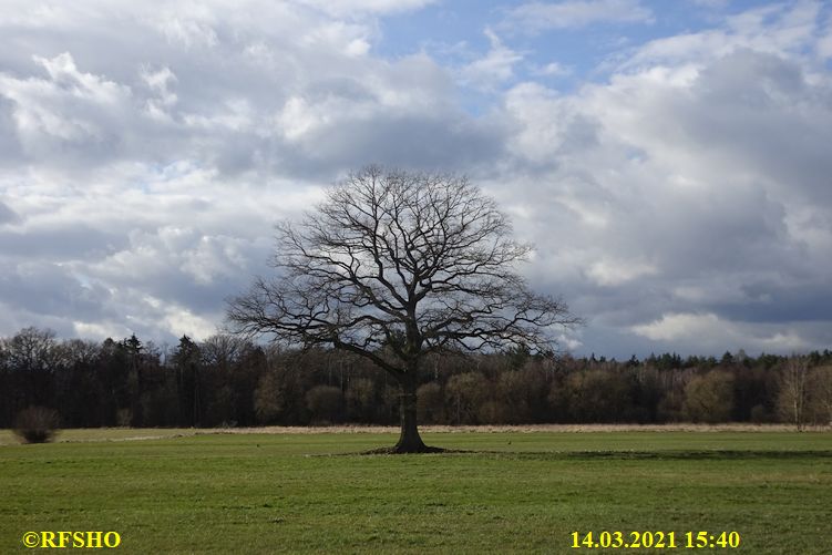 Eiche, Neue-Land-Weg