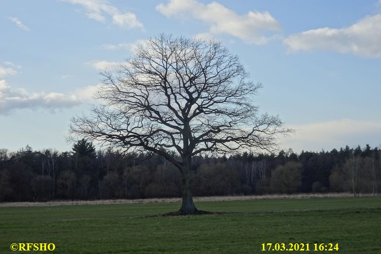 Eiche, Neue-Land-Weg