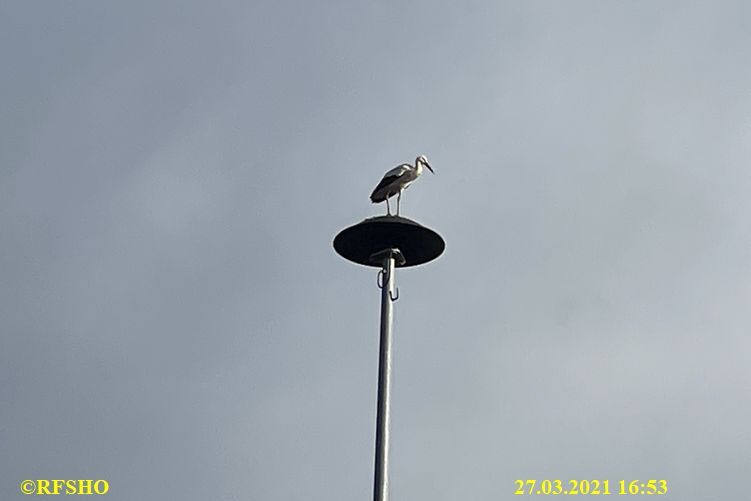 Storch am Feuerwehrhaus