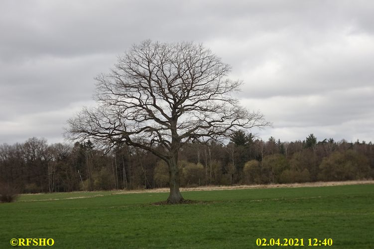 Sportplatz, Störche