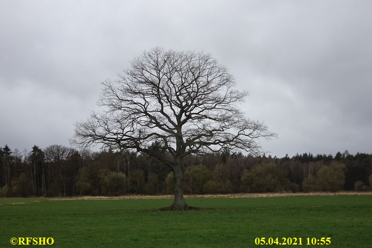 Eiche, Neue-Land-Weg